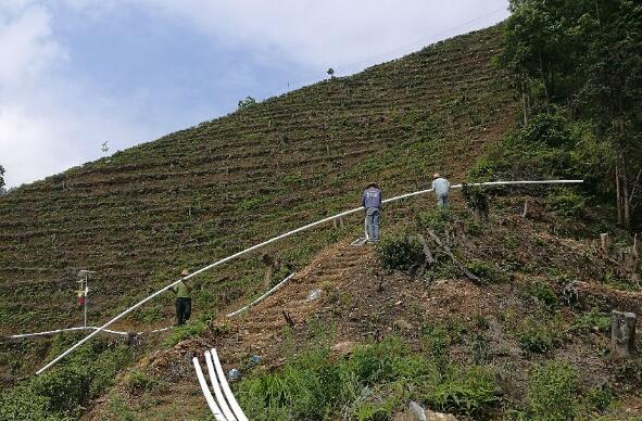 巧用滴灌，農(nóng)專(zhuān)家手把手教你種出好柚子！